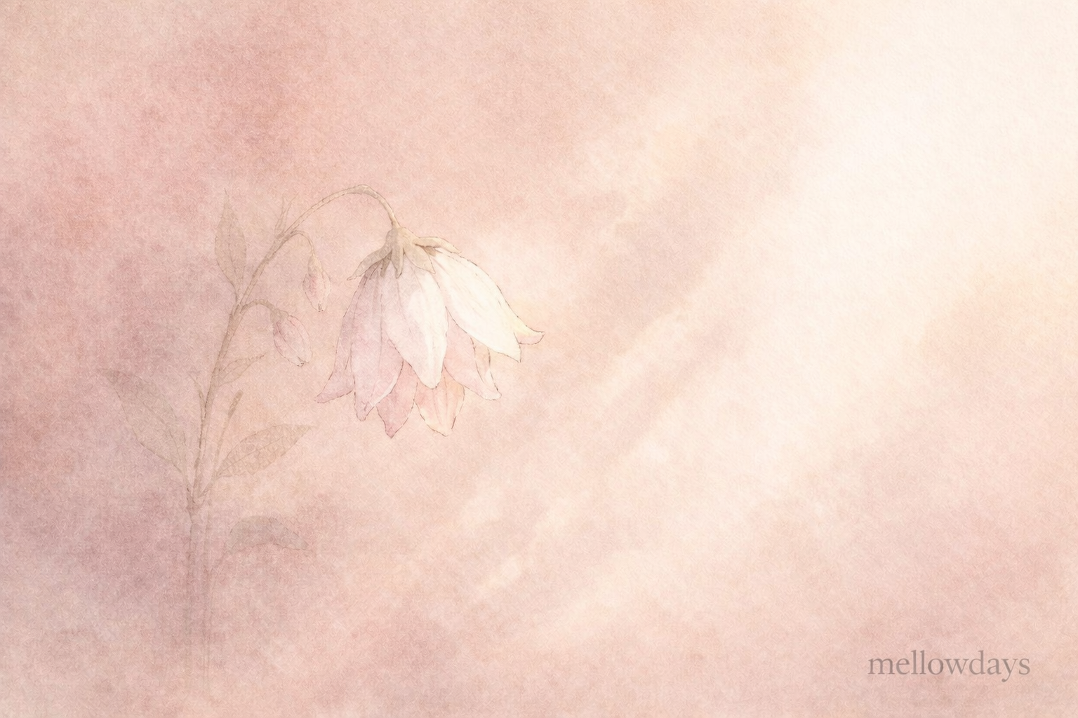 うなだれた白い花の水彩イラスト。くすみピンクの背景に朝の光。